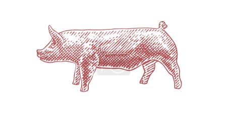 Téléchargez les illustrations : Illustration vectorielle de porc illustration dessinée à la main - en licence libre de droit