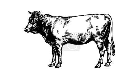 Téléchargez les illustrations : Gravure en noir et blanc d'une vache. Illustration vectorielle. - en licence libre de droit