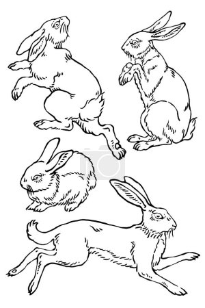 Ilustración de Conjunto de poses de vectores de conejo salvaje bocetos - Imagen libre de derechos