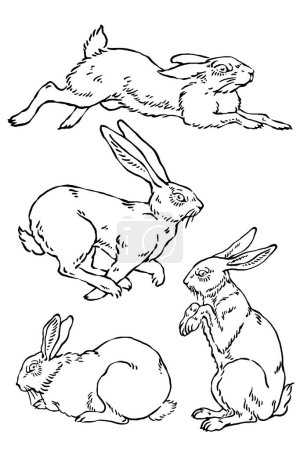 Ilustración de Conjunto de poses de vectores de conejo salvaje bocetos - Imagen libre de derechos