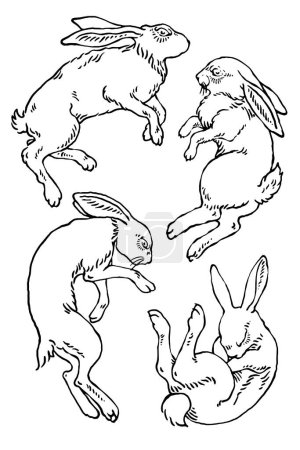 Illustration for Set of poses of vector wild rabbit sketches - Royalty Free Image
