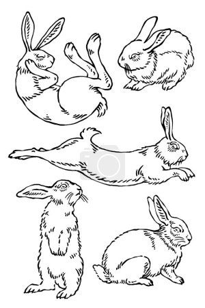 Illustration for Set of poses of vector wild rabbit sketches - Royalty Free Image