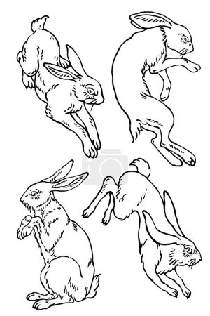 Téléchargez les illustrations : Ensemble de poses de croquis vectoriels de lapin sauvage - en licence libre de droit