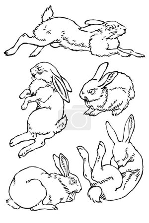 Téléchargez les illustrations : Ensemble de poses de croquis vectoriels de lapin sauvage - en licence libre de droit