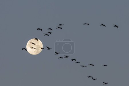 Kranichschwärme (grus grus) fliegen in der Morgendämmerung vor dem Vollmond