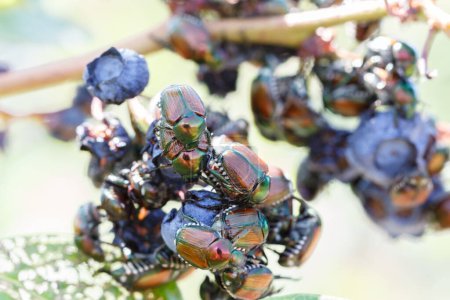 Photo for Many Japanese beetles (Popillia japonica) destroying blueberries in Piemont, Italy - Royalty Free Image