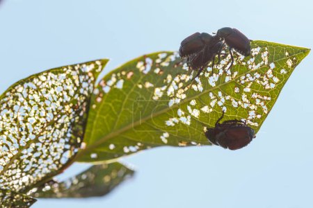 Photo for Four Japanese beetles (Popillia japonica) on damaged blueberry leaf in Piemont, Italy - Royalty Free Image
