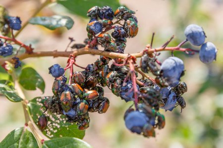 Photo for Close-up many Japanese beetles (Popillia japonica) on blueberries in Piemont, Italy - Royalty Free Image