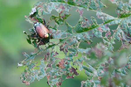 Photo for Japanese beetle (Popillia japonica) on damaged green leaf in Piemont, Italy - Royalty Free Image