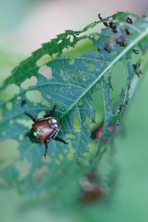 Photo for One Japanese beetle (Popillia japonica) on damaged green leaf in Piemont, Italy - Royalty Free Image