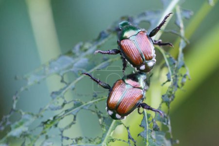 Photo for Detailed view on two Japanese beetles (Popillia japonica) on green leaf in Piemont - Royalty Free Image