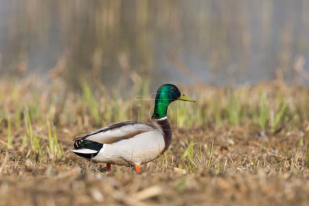 Photo for Male mallard duck (anas platyrhynchos) standing in meadow in sunlight - Royalty Free Image