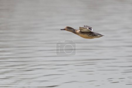 Photo for One female common teal duck (Anas crecca) in flight over water - Royalty Free Image