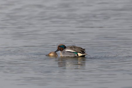 Photo for Pair of common teals (Anas crecca) mating in water - Royalty Free Image