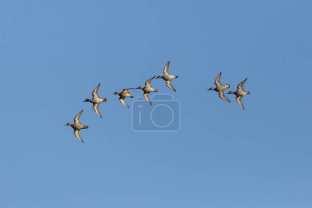 Photo for Group of common teals (Anas crecca) flying in blue sky - Royalty Free Image