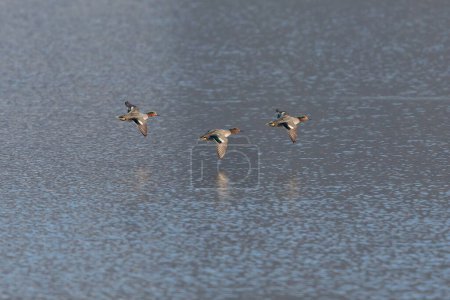 Photo for Three male common teals (Anas crecca) flying over water surface in sunlight - Royalty Free Image