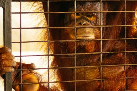 Foto de Conexión conmovedora: mirada intensa de un orangután desde su jaula - Imagen libre de derechos