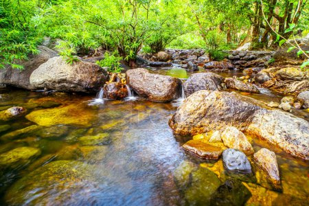 Téléchargez les photos : L'harmonie de la nature : un ruisseau tranquille serpentant dans la forêt verdoyante - en image libre de droit