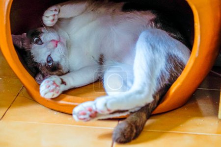 Téléchargez les photos : Gros plan d'un beau chat marron et blanc ludique avec de superbes yeux bleus en poterie - en image libre de droit