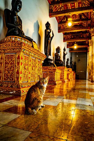 Téléchargez les photos : Tranquille Rencontres Chat Repos à Wat Benchamabophit Dusitvanaram le Temple de marbre serein de Bangkok Thaïlande - en image libre de droit