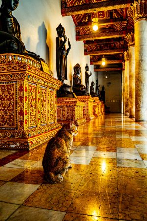 Téléchargez les photos : Tranquille Rencontres Chat Repos à Wat Benchamabophit Dusitvanaram le Temple de marbre serein de Bangkok Thaïlande - en image libre de droit