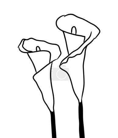 Ilustración de Siluetas negras de lirios de cala. Ilustración vectorial sobre fondo blanco. - Imagen libre de derechos