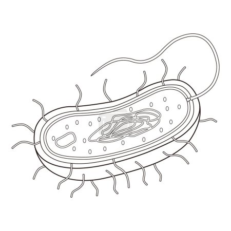 Photo for Cell prokaryotic amoeba dna illustration - Royalty Free Image