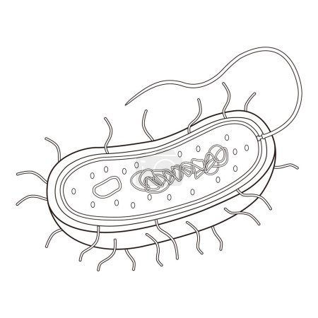 Photo for Cell prokaryotic amoeba dna illustration - Royalty Free Image