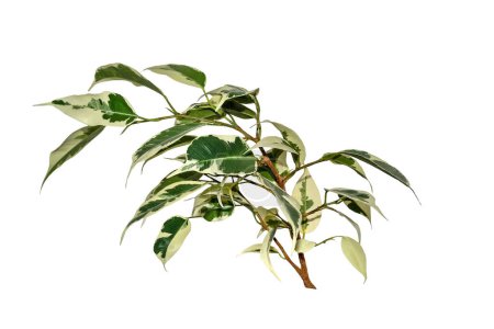 Ficus benjamina twig with white-green variegated cuspidal leaves isolated on white. Variety Starlight or De Gantel - popular houseplant for indoor floriculture, phytodesign and landscaping premises