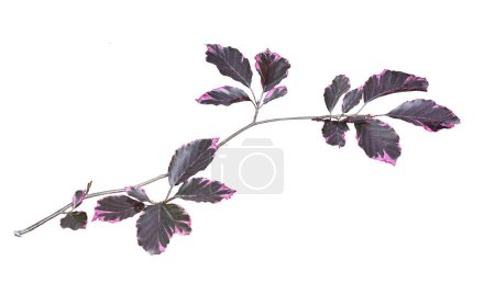 Foto de Rama de haya - Fagus sylvatica, variedad Purpurea Tricolor con colorido púrpura abigarrado - hojas rosadas de cerca, aisladas sobre fondo blanco. Planta caduca ornamental para el paisajismo - Imagen libre de derechos
