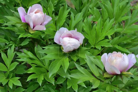 Three buds of delicate white-pink semi-double peony flowers with dark lavender spots at base of petals, close up in summer garden. Itoh hybrid, variety Cora Louise. Floriculture, gardening concept