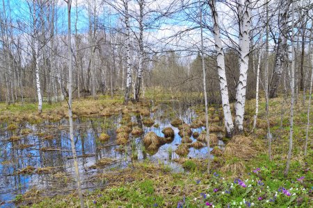 Picturesque early spring landscape in birch grove with first white, blue and purple wildflowers on forest glade, leafless trees and blue sky reflected in melting water - beauty of sptingtime in april