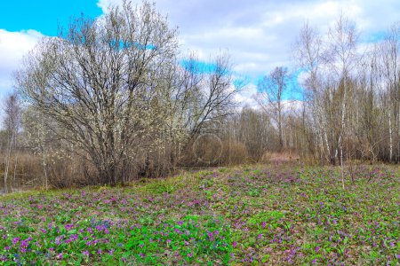 Picturesque spring landscape in birch grove with colorful carpet of wildflowers: white anemones, purple erythronium sibiricum flowers, blue Pulmonaria and yellow flowers of corydalis. April in wood