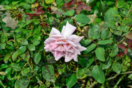 Rosenbusch mit Schwarzfleckenkrankheit auf Blättern - schwere Rosenkrankheit, die durch den Pilz Marssonina rosae verursacht wird. Floristik, Gartenkonzept - Behandlung und Prävention von Pilzerkrankungen bei Rosen im Garten
