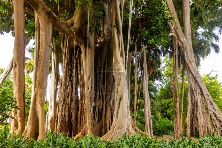 Magnificent Ficus Benjamin tree with intricate aerial roots, prominently featured in the renowned Jardin Botanico of Puerto de la Cruz, Tenerife.