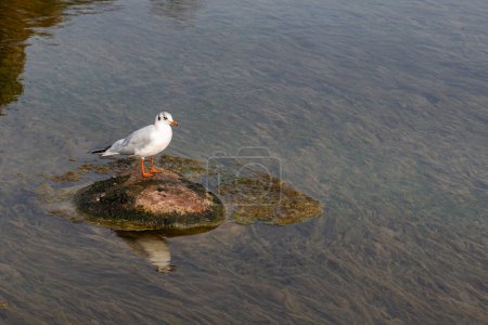 Photo for White seagull sitting on a stone in the middle of a pond. Close up. - Royalty Free Image