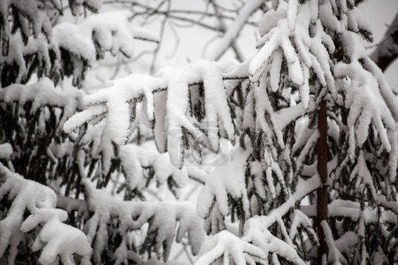 Foto de Ramas de abeto en primer plano de nieve, fondo del bosque de invierno. Ramitas de abeto cubiertas de nieve. - Imagen libre de derechos