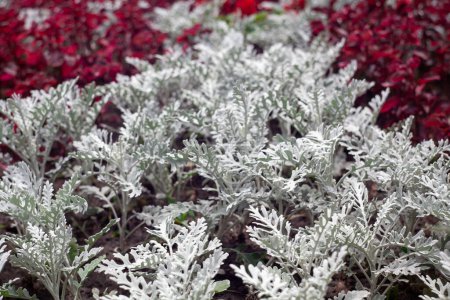 Photo for Senecio cineraria. Silver Dust leaves in summer garden. - Royalty Free Image