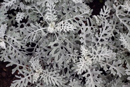 Photo for Senecio cineraria. Silver Dust leaves background in garden - Royalty Free Image