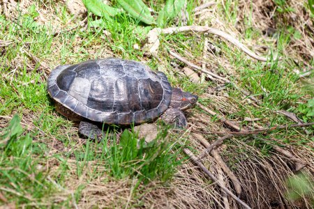 A turtle basking in the sun on green grass, representing wildlife in its natural environment