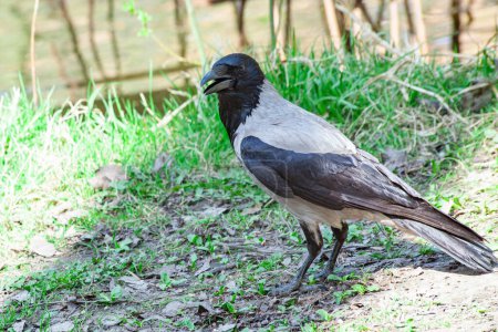 A hooded crow in its natural environment, standing on the ground with alertness