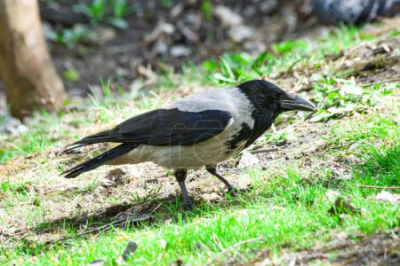 Hooded crow on a grassy area, showcasing its distinct black and grey plumage