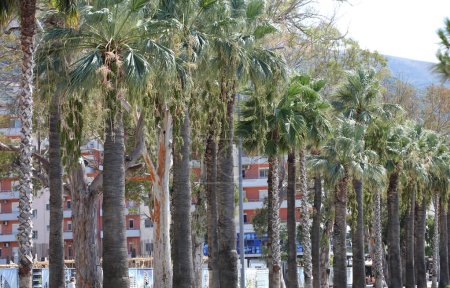 Photo for Vlore, Albania, Saturday 26 August 2023 walking in the central avenue with full on palm trees beautiful albanian places to live high quality big size summer instant printings - Royalty Free Image