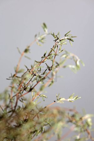 Getrockneter geriebener Thymian frisch natürliche botanische gesunde kräftige Götterkräuter Zweig Nahaufnahme Hintergrund hochwertige Instant Stock Fotos
