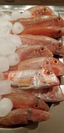 Peces salmonetes rojos frescos apilados en una fila en bandejas de hielo en el stock del mercado impresiones instantáneas fondo cargas descendentes de alta calidad