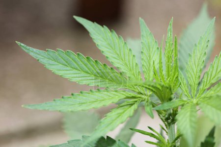 Les premières feuilles de cannabis rapprochent la marihuana médicale moderne de haute qualité super citron brume famille cannabaceae grande taille photographie instantanée de stock