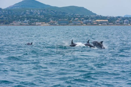 Delfines frente a la costa de Javea, en Alicante, España, desde el mar navegando en barco
