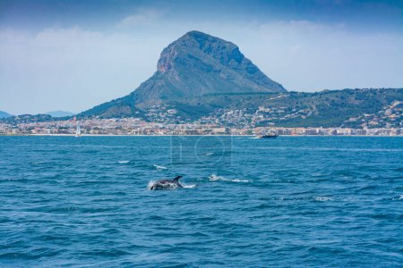 Téléchargez les photos : Dauphins au large des côtes de Javea, à Alicante, Espagne, de la mer naviguant en bateau, avec le massif du Montgo en arrière-plan - en image libre de droit