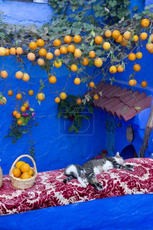 Téléchargez les photos : Deux chats dormant devant une maison décorée d'oranges suspendues à une vigne, aux murs peints en bleu, dans une rue de la médina de Chefchaouen, Maroc - en image libre de droit