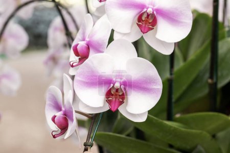 Close-up różowy - biała orchidea w ogrodzie